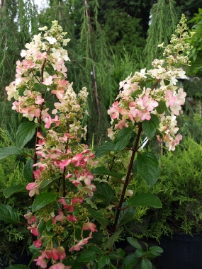 Hortensja bukietowa (Hydrangea paniculata) 